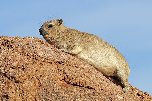 A hyrax.